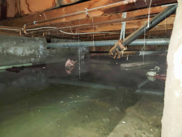 Best Flooded house restoration  in Dupo, IL