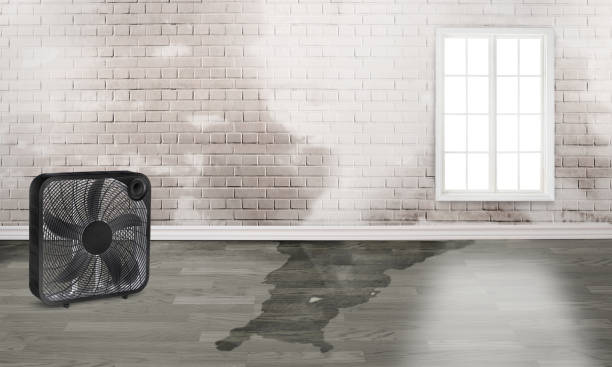 Best Water damage restoration near me  in Dupo, IL